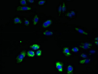 Immunofluorescent analysis of HepG2 cells using CSB-PA019883LA01HU at dilution of 1:100 and Alexa Fluor 488-congugated AffiniPure Goat Anti-Rabbit IgG(H+L)