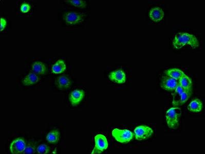Immunofluorescent analysis of A431 cells using CSB-PA020751LA01HU at dilution of 1:100 and Alexa Fluor 488-congugated AffiniPure Goat Anti-Rabbit IgG(H+L)