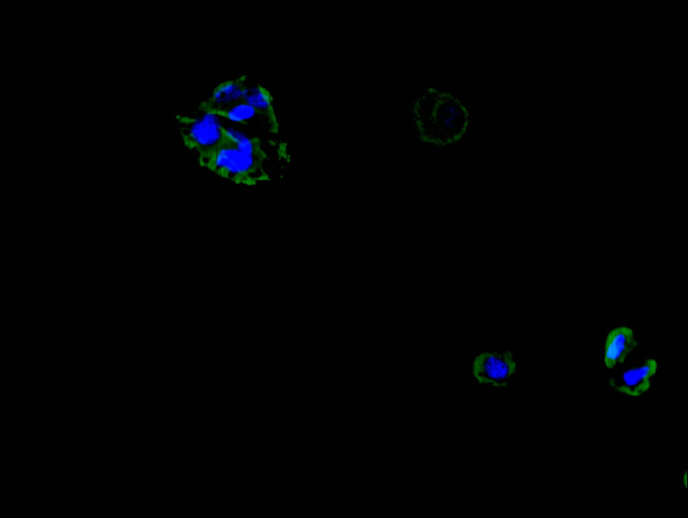 Immunofluorescent analysis of Hela cells using CSB-PA021704LA01HU at dilution of 1:100 and Alexa Fluor 488-congugated AffiniPure Goat Anti-Rabbit IgG(H+L)