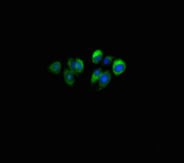 Immunofluorescent analysis of HepG2 cells using CSB-PA021784LA01HU at dilution of 1:100 and Alexa Fluor 488-congugated AffiniPure Goat Anti-Rabbit IgG(H+L)