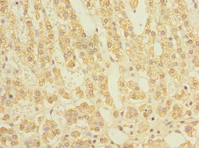 Immunohistochemistry of paraffin-embedded human adrenal gland tissue using CSB-PA022798LA01HU at dilution of 1:100 Immunohistochemistry of paraffin-embedded human adrenal gland tissue using CSB-PA022798LA01HU at dilution of 1:100