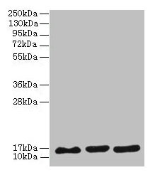Western blot All lanes: SYNJ2BP antibody at 3microg/ml Lane 1: MCF-7 whole cell lysate Lane 2: U251 whole cell lysate Lane 3: Caco-2 whole cell lysate Secondary Goat polyclonal to rabbit IgG at 1/10000 dilution Predicted band size: 16 kDa Observed band size: 16 kDa