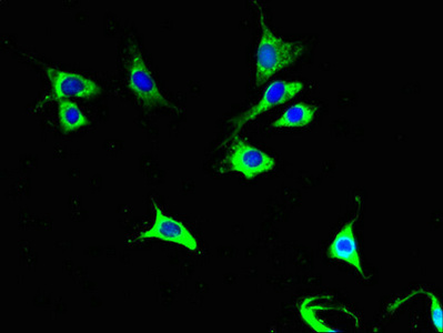 Immunofluorescent analysis of NIH/3T3 cells using CSB-PA02315A0Rb at dilution of 1:100 and Alexa Fluor 488-congugated AffiniPure Goat Anti-Rabbit IgG(H+L)