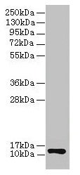 Western blot All lanes: COX6A1 antibody at 2microg/ml + EC109 whole cell lysate Secondary Goat polyclonal to rabbit IgG at 1/15000 dilution Predicted band size: 13 kDa Observed band size: 13 kDa Western blot All lanes: COX6A1 antibody at 2microg/ml + EC109 whole cell lysate Secondary Goat polyclonal to rabbit IgG at 1/15000 dilution Predicted band size: 13 kDa Observed band size: 13 kDa