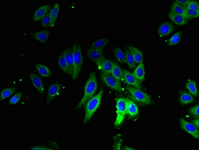 Immunofluorescent analysis of HepG2 cells using CSB-PA02364A0Rb at dilution of 1:100 and Alexa Fluor 488-congugated AffiniPure Goat Anti-Rabbit IgG(H+L)