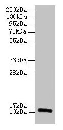 Western blot All lanes: RPLP1 antibody at 2microg/ml Lane 1: EC109 whole cell lysate Lane 2: 293T whole cell lysate Secondary Goat polyclonal to rabbit IgG at 1/15000 dilution Predicted band size: 12, 9 kDa Observed band size: 12 kDa Western blot All lanes: RPLP1 antibody at 2microg/ml Lane 1: EC109 whole cell lysate Lane 2: 293T whole cell lysate Secondary Goat polyclonal to rabbit IgG at 1/15000 dilution Predicted band size: 12, 9 kDa Observed band size: 12 kDa