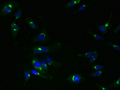 Immunofluorescent analysis of Hela cells using CSB-PA023683LA01HU at dilution of 1:100 and Alexa Fluor 488-congugated AffiniPure Goat Anti-Rabbit IgG(H+L)