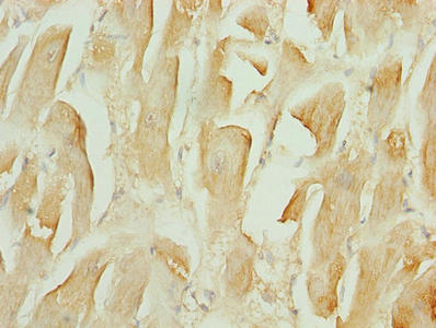 anti-Homo sapiens (Human) TMEM184C Antibody raised in Rabbit - Cusabio anti-Homo sapiens (Human) TMEM184C Antibody raised in Rabbit - Cusabio