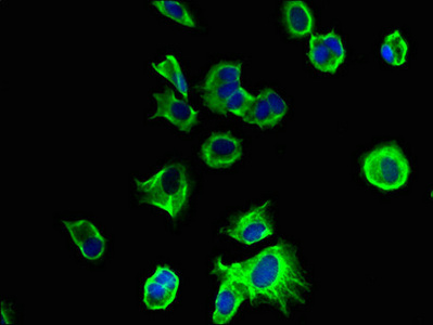 Immunofluorescent analysis of MCF-7 cells using CSB-PA023774LA01HU at dilution of 1:100 and Alexa Fluor 488-congugated AffiniPure Goat Anti-Rabbit IgG(H+L)
