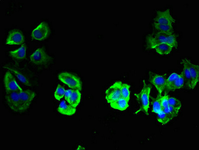 Immunofluorescent analysis of MCF-7 cells using CSB-PA023803LA01HU at dilution of 1:100 and Alexa Fluor 488-congugated AffiniPure Goat Anti-Rabbit IgG(H+L)