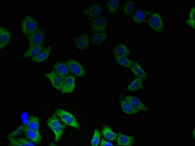 Immunofluorescent analysis of LO2 cells using CSB-PA023855LA01HU at dilution of 1:100 and Alexa Fluor 488-congugated AffiniPure Goat Anti-Rabbit IgG(H+L)