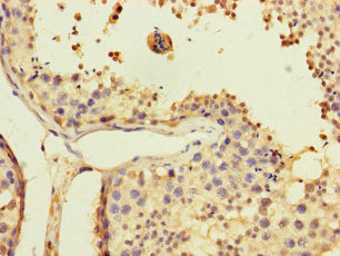 Immunohistochemistry of paraffin-embedded human testis tissue using CSB-PA025742LA01HU at dilution of 1:100