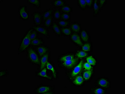 Immunofluorescent analysis of HepG2 cells using CSB-PA02625A0Rb at dilution of 1:100 and Alexa Fluor 488-congugated AffiniPure Goat Anti-Rabbit IgG(H+L)