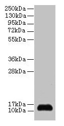 Western blot All lanes: SNRPD2 antibody at 2microg/ml + 293T whole cell lysate Secondary Goat polyclonal to rabbit IgG at 1/15000 dilution Predicted band size: 14, 13 kDa Observed band size: 14 kDa Western blot All lanes: SNRPD2 antibody at 2microg/ml + 293T whole cell lysate Secondary Goat polyclonal to rabbit IgG at 1/15000 dilution Predicted band size: 14, 13 kDa Observed band size: 14 kDa