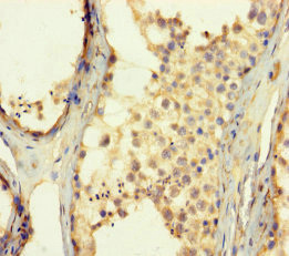 Immunohistochemistry of paraffin-embedded human testis tissue using CSB-PA026765LA01HU at dilution of 1:100 Immunohistochemistry of paraffin-embedded human testis tissue using CSB-PA026765LA01HU at dilution of 1:100