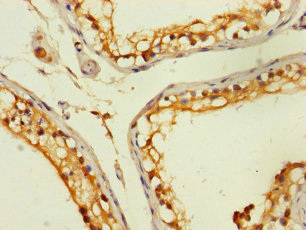Immunohistochemistry of paraffin-embedded human testis tissue using CSB-PA026843LA01HU at dilution of 1:100