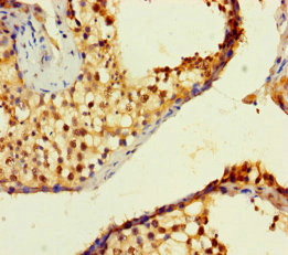 Immunohistochemistry of paraffin-embedded human testis tissue using CSB-PA027053LA01HU at dilution of 1:100