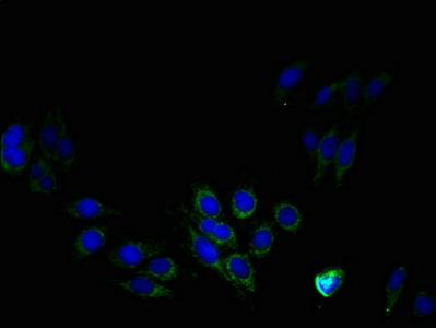 Immunofluorescent analysis of HepG2 cells using CSB-PA04305A0Rb at dilution of 1:100 and Alexa Fluor 488-congugated AffiniPure Goat Anti-Rabbit IgG(H+L)