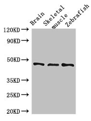Western Blot Positive WB detected in: Mouse brain tissue, Mouse skeletal muscle tissue, Zebrafish tissue All lanes: BMP4 antibody at 3microg/ml Secondary Goat polyclonal to rabbit IgG at 1/50000 dilution Predicted band size: 47 kDa Observed band size: 47 kDa