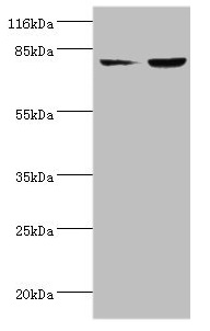 CSB-PA060488EA01HU