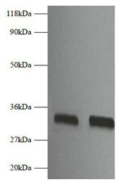 Western Blotting(WB) - Fgf2 Antibody