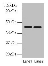 Western blot All lanes: BSG antibody at 2microg/ml Lane 1: EC109 whole cell lysate Lane 2: 293T whole cell lysate Secondary Goat polyclonal to rabbit IgG at 1/10000 dilution Predicted band size: 43, 30, 20, 23 kDa Observed band size: 43 kDa
