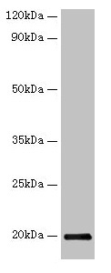 Western blot All lanes: IFNG antibody at 2microg/ml + Recombinant Guinea Pig Interferon gamma protein 10microg Secondary Goat polyclonal to rabbit IgG at 1/10000 dilution Predicted band size: 20 kDa Observed band size: 20 kDa