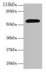 Western Blotting(WB) - Angpt2 Antibody