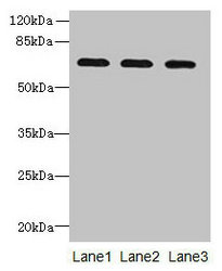 Western blot All lanes: SCARA3 antibody at 0.8microg/ml Lane 1: Mouse liver tissue Lane 2: Mouse kidney tissue Lane 3: A549 whole cell lysate Secondary Goat polyclonal to rabbit IgG at 1/10000 dilution Predicted band size: 66, 53 kDa Observed band size: 66 kDa