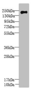 CSB-PA809001LA01HU