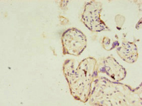 Immunohistochemistry of paraffin-embedded human placenta tissue using CSB-PA850254LA01HU at dilution of 1:100