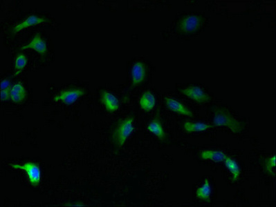 Immunofluorescent analysis of U251 cells using CSB-PA853376LA01HU at dilution of 1:100 and Alexa Fluor 488-congugated AffiniPure Goat Anti-Rabbit IgG(H+L)