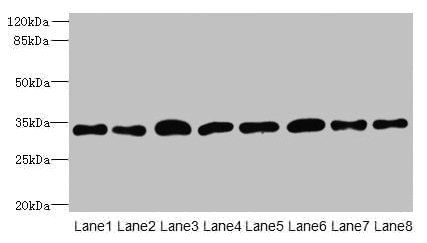 Western blot All lanes: TMBIM1 antibody at 8microg/ml Lane 1: U251 whole cell lysate Lane 2: K562 whole cell lysate Lane 3: A549 whole cell lysate Lane 4: MCF-7 whole cell lysate Lane 5: Mouse lung tissue Lane 6: Mouse liver tissue Lane 7: Mouse kidney tissue Lane 8: Human placenta tissue Secondary Goat polyclonal to rabbit IgG at 1/10000 dilution Predicted band size: 35 kDa Observed band size: 35 kDa