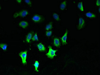 Immunofluorescent analysis of A549 cells using CSB-PA873671LA01HU at dilution of 1:100 and Alexa Fluor 488-congugated AffiniPure Goat Anti-Rabbit IgG(H+L)