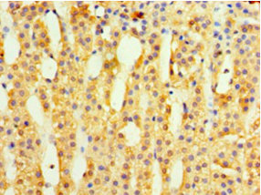 Immunohistochemistry of paraffin-embedded human adrenal gland tissue using CSB-PA874841HA01HU at dilution of 1:100