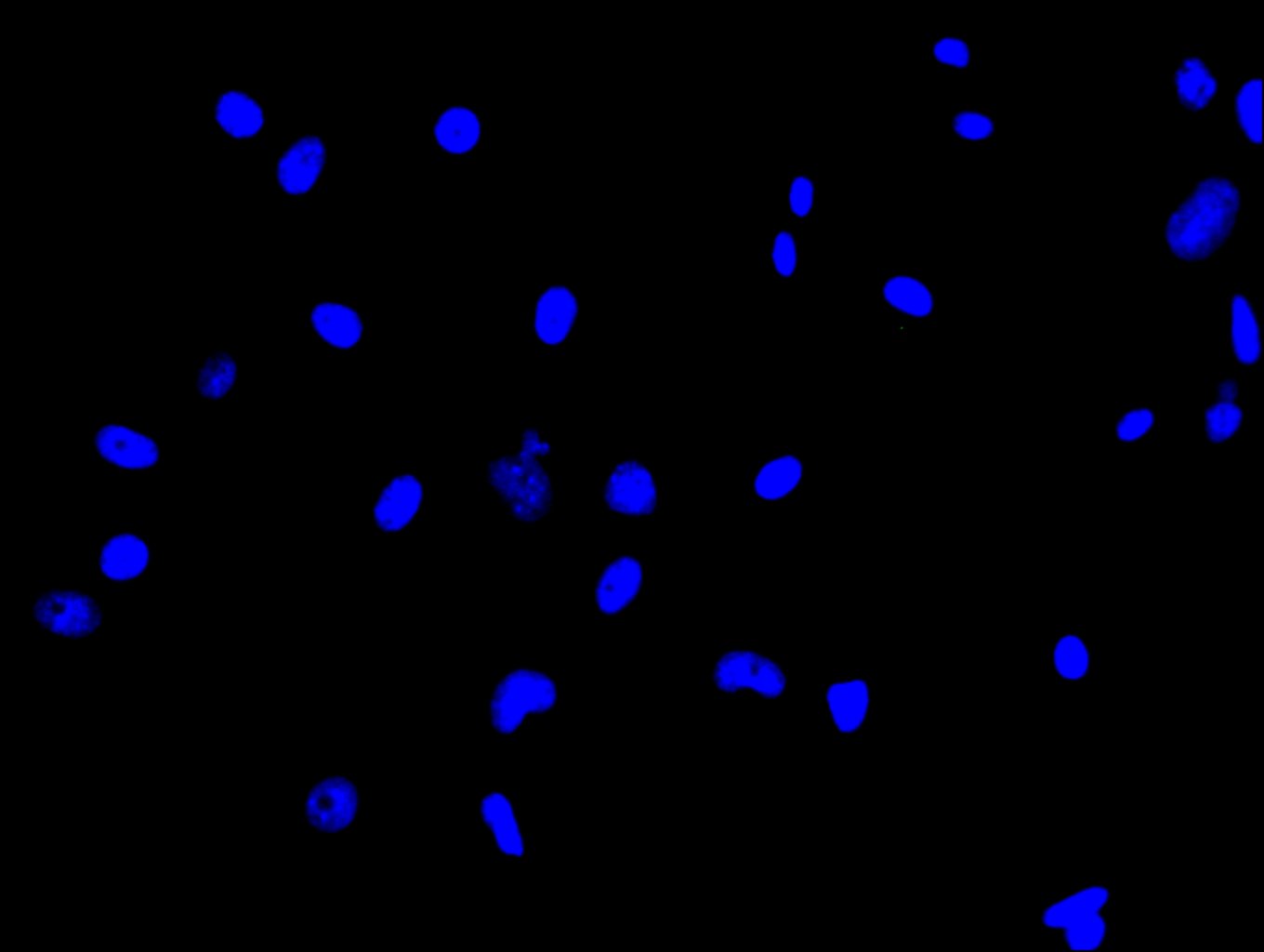 CSB-PA891571LA01HU