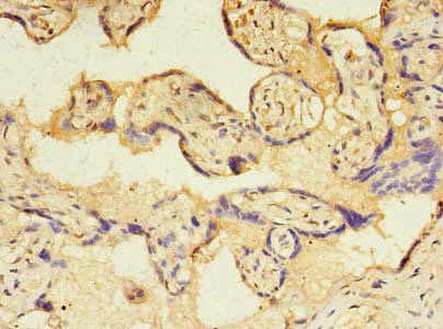Immunohistochemistry of paraffin-embedded human placenta tissue using CSB-PA897107LA01HU at dilution of 1:100