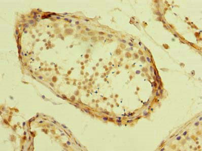Immunohistochemistry of paraffin-embedded human testis tissue using CSB-PA897538LA01HU at dilution of 1:100