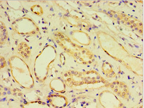 Immunohistochemistry of paraffin-embedded human kidney tissue using CSB-PA006004DSR1HU at dilution of 1:100
