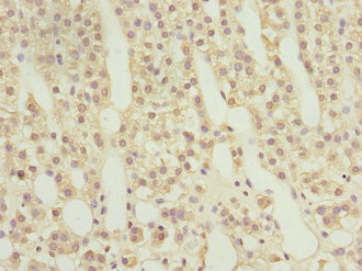 Immunohistochemistry of paraffin-embedded human adrenal gland tissue using CSB-PA019224DSR1HU at dilution of 1:100