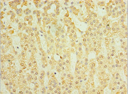 Immunohistochemistry of paraffin-embedded human adrenal gland tissue using CSB-PA021200ESR1HU at dilution of 1:100