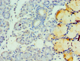 Immunohistochemistry of paraffin-embedded human pancreatic tissue using CSB-PA023431DSR2HU at dilution of 1:100
