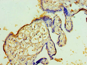 Immunohistochemistry of paraffin-embedded human placenta tissue using CSB-PA023438DSR1HU at dilution of 1:100