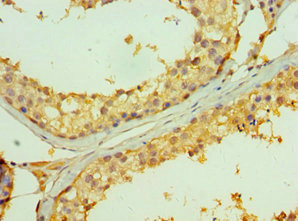 Immunohistochemistry of paraffin-embedded human testis tissue using CSB-PA023971DSR2HU at dilution of 1:100
