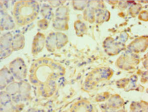 Immunohistochemistry of paraffin-embedded human pancreatic tissue using CSB-PA025084ESR2HU at dilution of 1:100