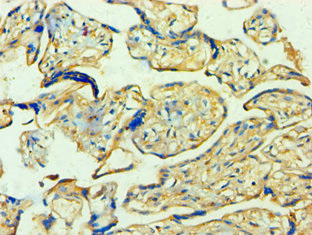 Immunohistochemistry of paraffin-embedded human placenta tissue using CSB-PA026290ESR1HU at dilution of 1:100
