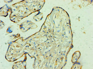 Immunohistochemistry of paraffin-embedded human placenta tissue using CSB-PA026290ESR2HU at dilution of 1:100