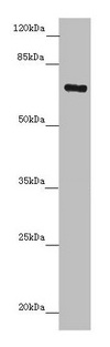 Western blot All lanes: ZNF169 antibody at 5.32microg/ml + Hela whole cell lysate Secondary Goat polyclonal to rabbit IgG at 1/10000 dilution Predicted band size: 68 kDa Observed band size: 68 kDa