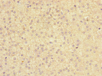 Immunohistochemistry of paraffin-embedded human adrenal gland tissue using CSB-PA619766ESR2HU at dilution of 1:100