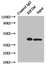 Immunoprecipitating EIF3M in Hela whole cell lysate Lane 1: Rabbit control IgG instead of (1microg) instead of CSB-PA745333DSR1HU in Hela whole cell lysate. For western blotting, a HRP-conjugated light chain specific antibody was used as the Secondary antibody (1/50000) Lane 2: CSB-PA745333DSR1HU (4microg) + Hela whole cell lysate (500microg) Lane 3: Hela whole cell lysate (20microg)